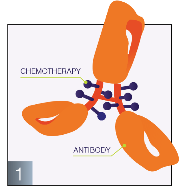 Antibody graphic