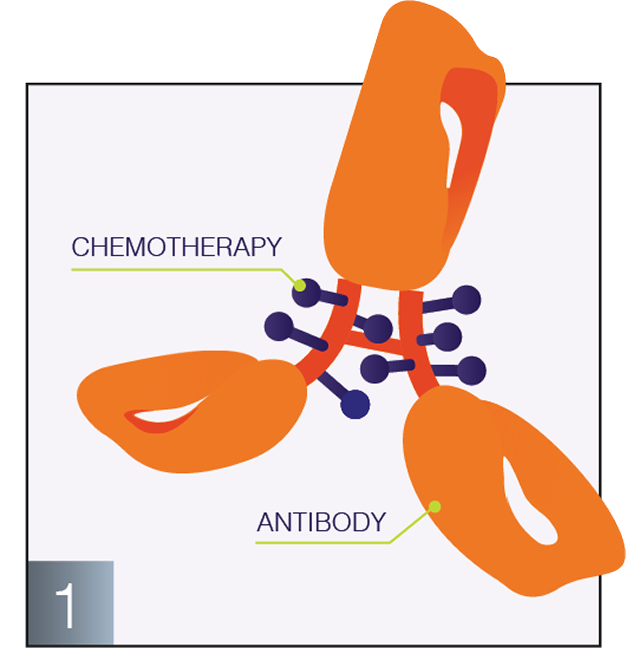 Antibody graphic