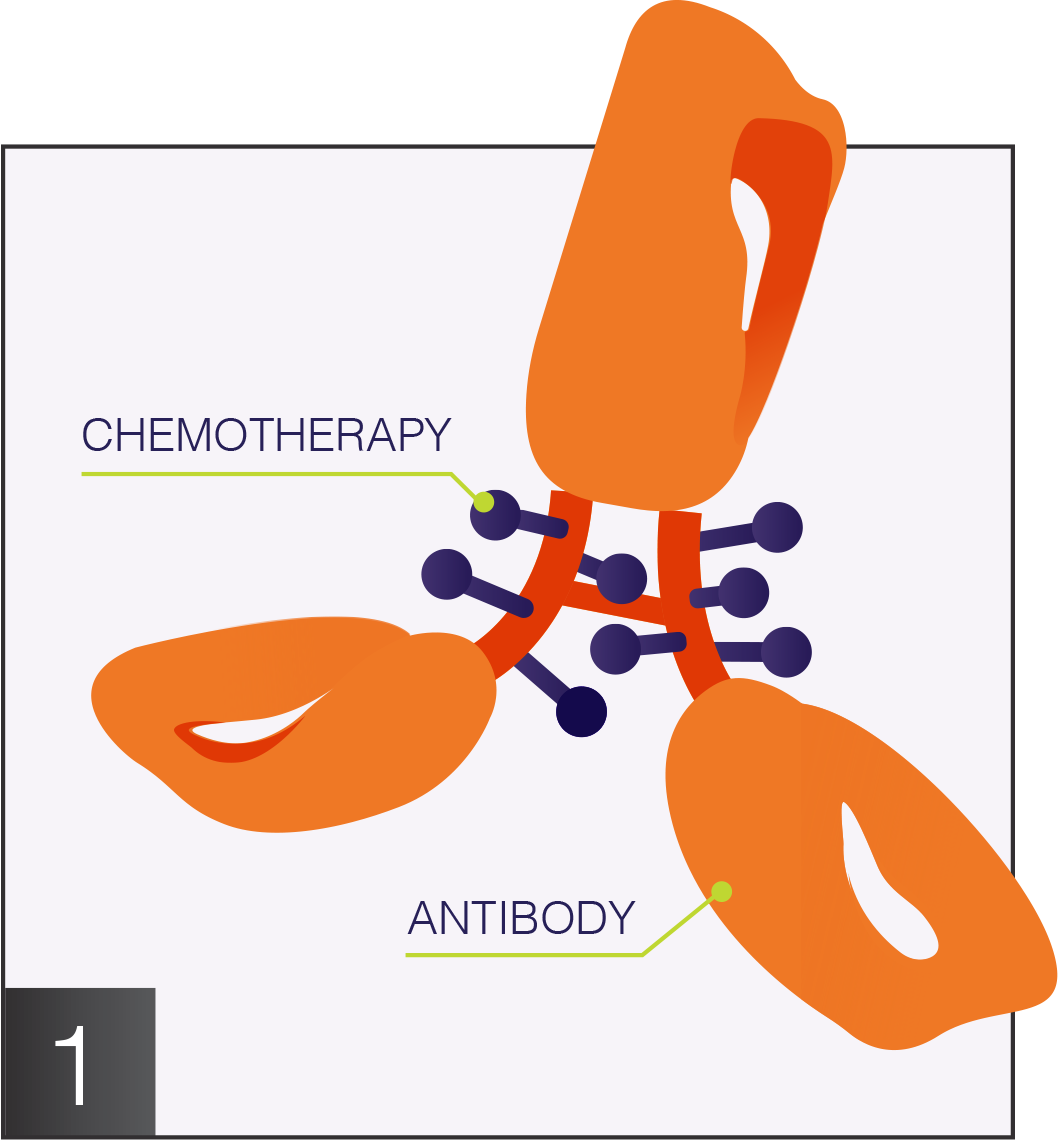 Antibody graphic