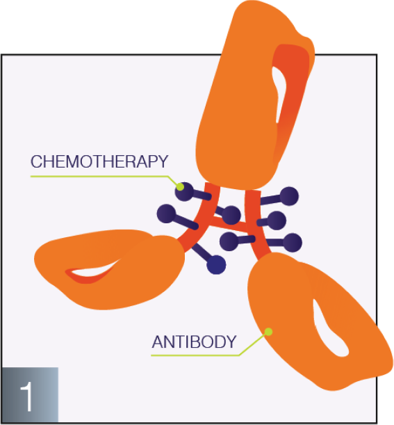 Antibody graphic
