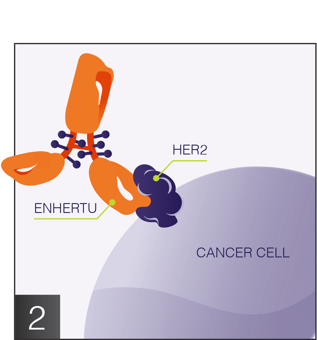Antibody and cancer cell graphic