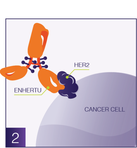 Antibody and cancer cell graphic
