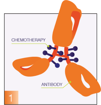 Antibody graphic