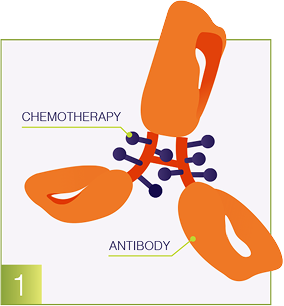 Antibody graphic