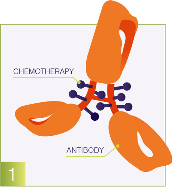 Antibody graphic
