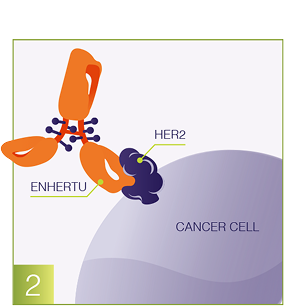 Antibody and cancer cell graphic