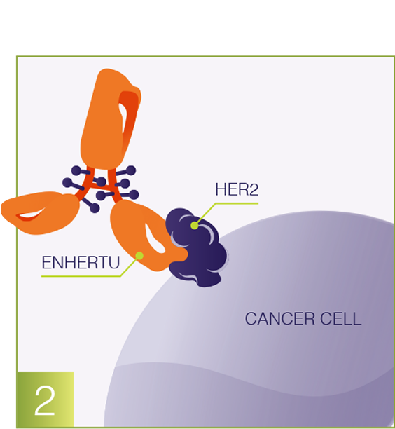 Antibody and cancer cell graphic