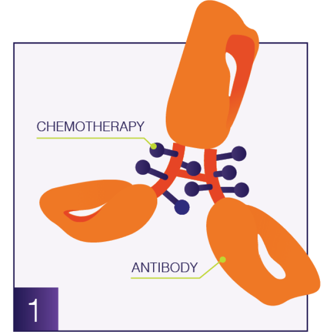 Antibody graphic
