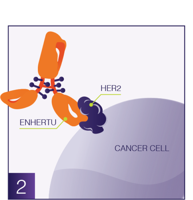 Antibody and cancer cell graphic