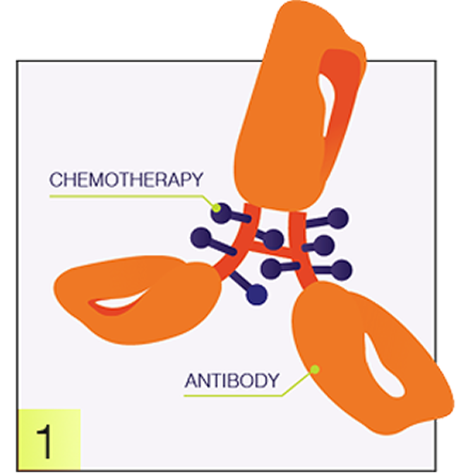 Antibody graphic