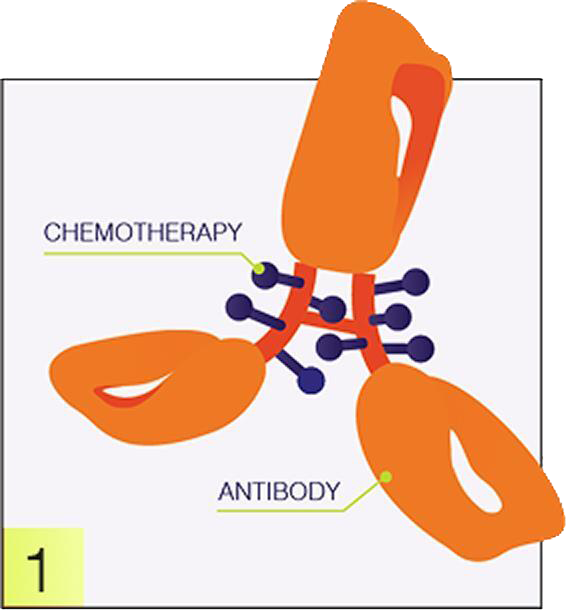 Antibody graphic