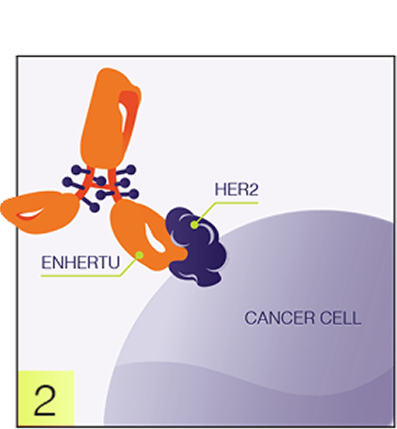 Antibody and cancer cell graphic